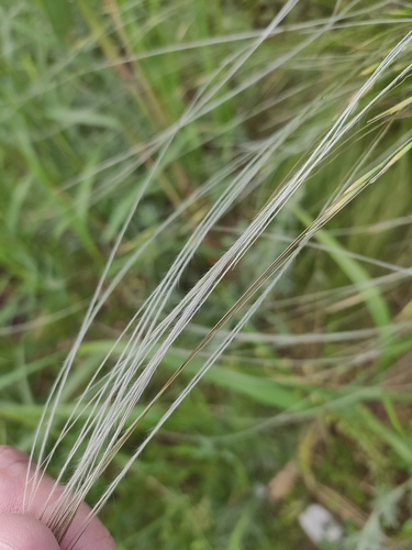 Image of Stipa lessingiana by (c) KAnatoliy, some rights reserved (CC BY)