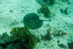 Urobatis concentricus