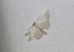 Scopula benitaria