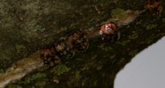 Eulecanium cerasorum