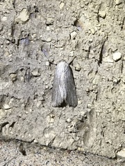 Catabena lineolata