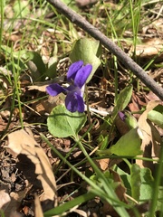 Viola adunca adunca