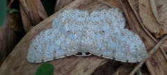 Catoria sublavaria