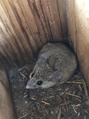 Peromyscus truei