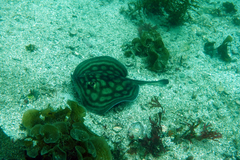 Urobatis concentricus