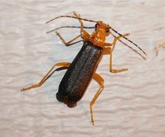 Podabrus fayi