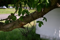 Eulecanium cerasorum