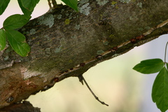 Eulecanium cerasorum