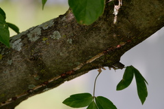 Eulecanium cerasorum