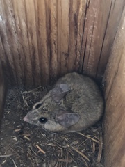 Peromyscus truei