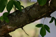 Eulecanium cerasorum