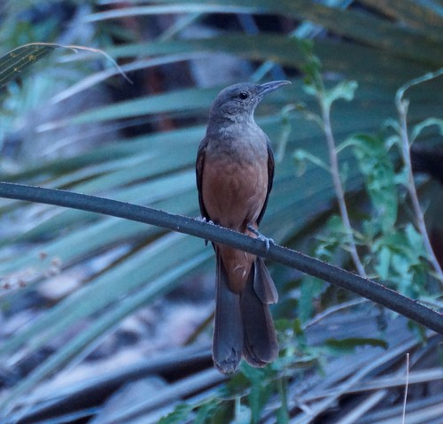 Sandstone Shrikethrush (Colluricincla woodwardi), photo 9