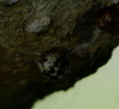 Eulecanium cerasorum