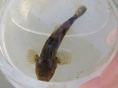 Odontobutis platycephala