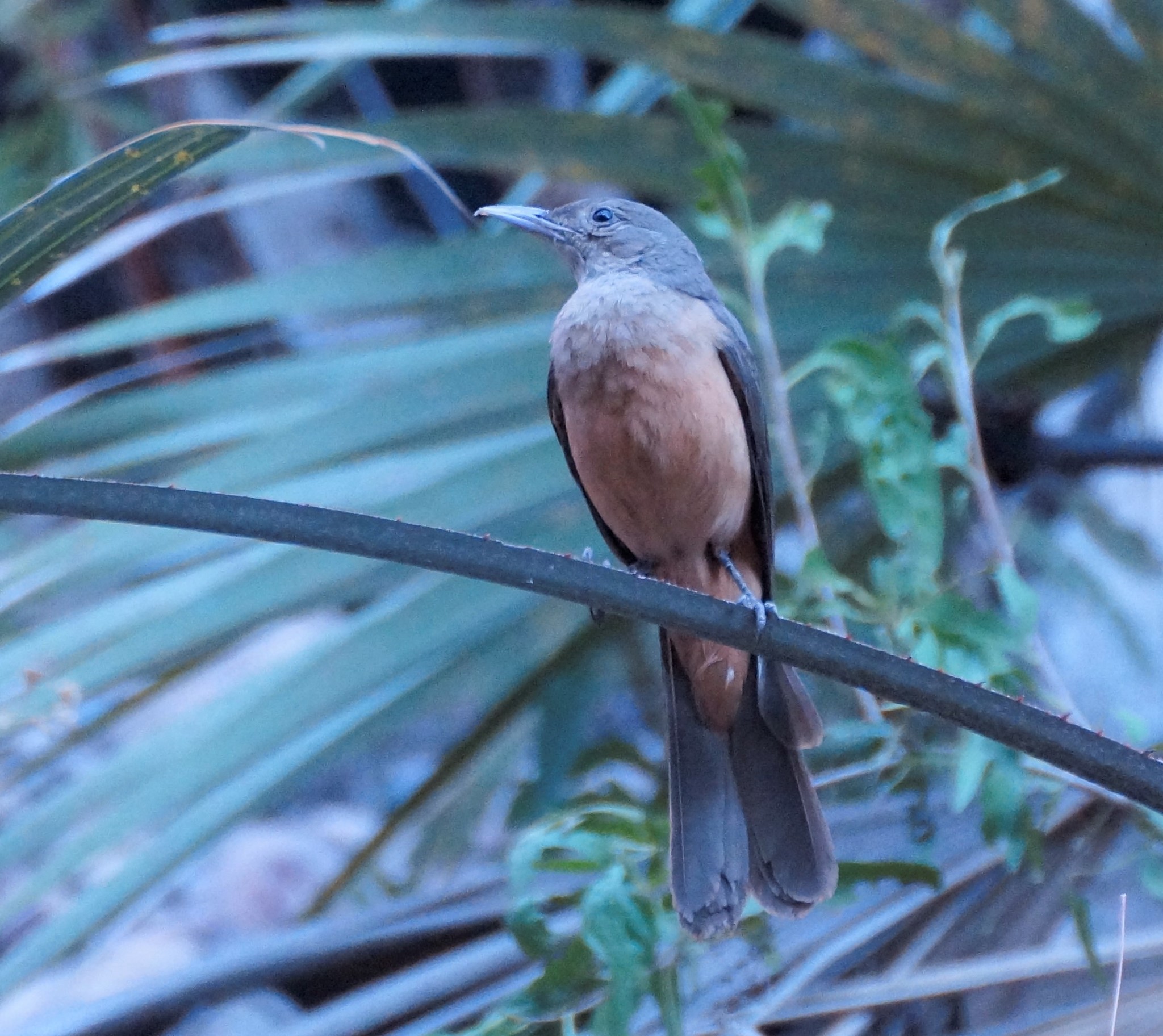 Sandstone Shrikethrush (Colluricincla woodwardi), photo 3