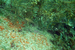 Paralabrax auroguttatus