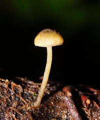 Simocybe phlebophora image