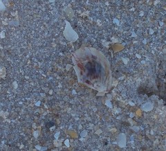 Electroma papilionacea