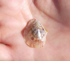 Electroma papilionacea