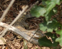 Varanus albigularis