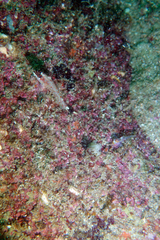 Crocodilichthys gracilis