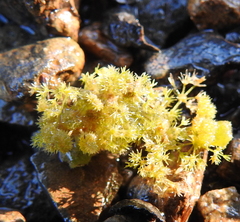 Nitella hyalina