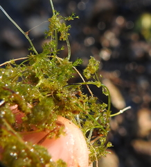 Nitella hyalina