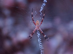 Argiope dietrichae
