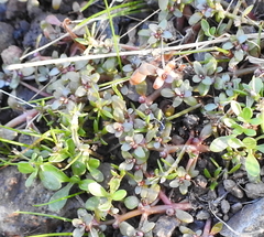 Elatine brachysperma