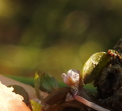 Elatine brachysperma