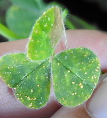 Uromyces trifolii-repentis