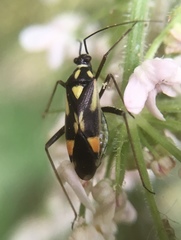 Grypocoris stysi