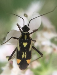 Grypocoris stysi