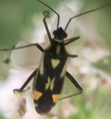 Grypocoris stysi