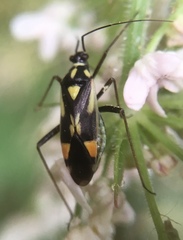 Grypocoris stysi