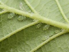 Pterocallis maculatus