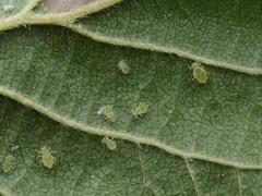 Pterocallis maculatus