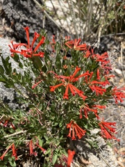 Bouvardia ternifolia