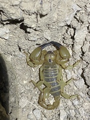 Anuroctonus phaiodactylus