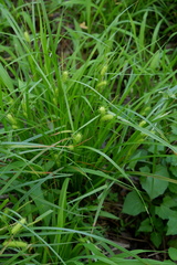 Carex bullata