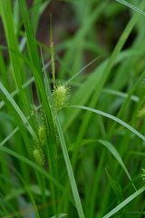 Carex bullata