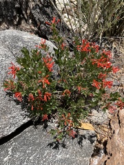 Bouvardia ternifolia