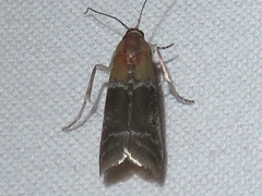 Moodna pallidostrinella