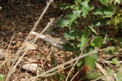 Varanus albigularis