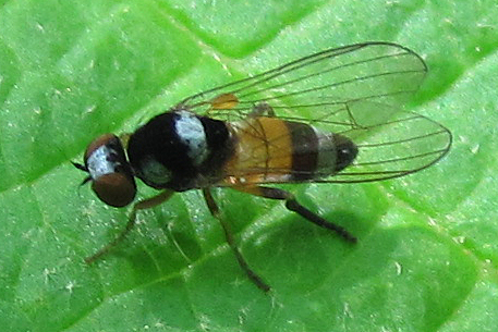 Callomyia