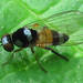 Callomyia venusta - Photo (c) Larry Clarfeld, μερικά δικαιώματα διατηρούνται (CC BY-NC), uploaded by Larry Clarfeld