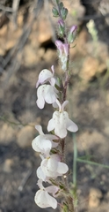 Sairocarpus coulterianus