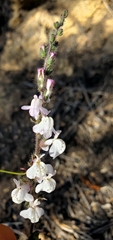 Sairocarpus coulterianus