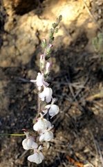Sairocarpus coulterianus