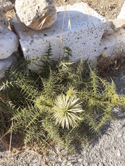 Echinops spinosissimus